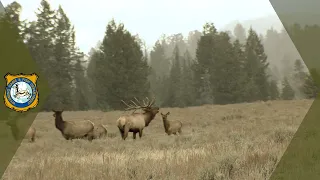 Non-Resident General Elk Region Proposal