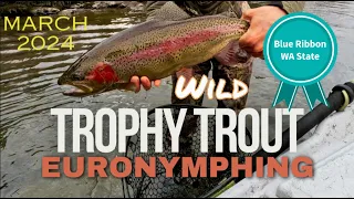 Euro-Nymphing | Trophy Trout | WA State | March 2024