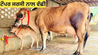 5 cow's available !! 5 ਗਾਵਾਂ ਵਿਕਾਊ 16kg ਮਿਲਕ#ਤੋਂਕੜ ਵੱਛੀ ਇੱਕ ਜਰਸੀ ਨਾਲ ਵੱਛੀ ਇੱਕ ਕ੍ਰੋਸ ਨਾਲ ਵੱਛੀ !!