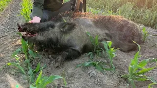 Polowanie na Dziki . STRZAŁ DO DZIKA W DZIEŃ || wild boar Hunting.