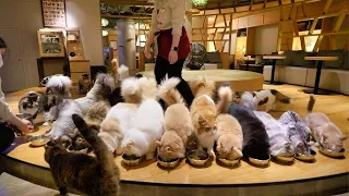 Japan's most famous🐈cat café was the perfect place to spend the whole day