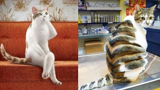 Funniest Animals - Best Of The 2021 Funny Animal Videos #15