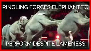 Ringling Elephant Assan Forced to Perform Despite Signs of Lameness