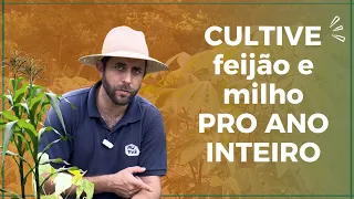 Cultivo de Base: Sua Segurança Alimentar com Culturas de Roça Agroflorestal