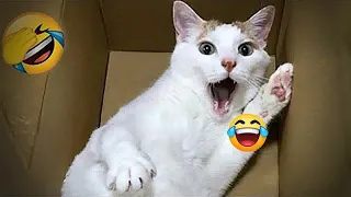 🐶😻 Best Cats and Dogs Videos 😂😂 Funny Animal Moments #16