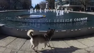 Huskywalk: University of B.C.