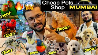 Cheapest Pet Market in Mumbai | Iguana |Cats & Dogs | Exotic Birds in Crawfordmarket