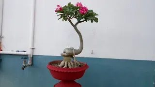 How to repot Adenium / Desert Rose