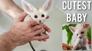 Cutest Baby Fox in the World | Puppy Moments Compilation 2020