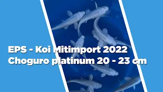 Koi Import aus Japan Januar 2022 für Deinen Koiteich vom Koizüchter - Choguro  - Platinum 20 - 23 cm