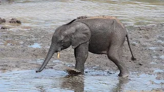 Amazing Elephant Calfs Taking Bath - Cool Baby Elephants