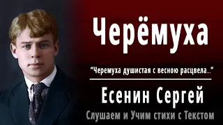 Сергей Есенин "Черемуха" (Черемуха душистая) - Слушать и Учить аудио стихи