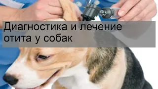 Диагностика и лечение отита у собак