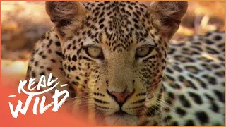 Animal Kingdom: Wild Dogs And Leopards (Wildlife Documentary) | Real Wild