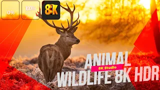 8k video ANIMALS hdr 60fps ultra hd