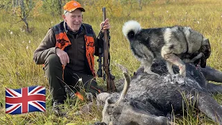 Moose hunting Lapland Sweden - 4K English