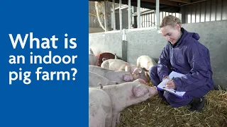 What Is An Indoor Pig Farm?