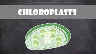 Chloroplast Structure and Function | Botany | Cell Biology