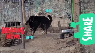 블랙탄진돗개 호동이와 보배.Korean Jindo Dog 🐕.