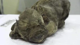 A dog Found Frozen In Ice Thousands Of Years Ago In Siberia. A Scientific Sensation.