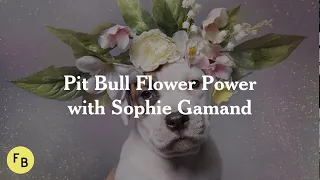 Pit Bull Flower Power with Sophie Gamand | Framebridge Meet the Artist