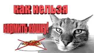 как нельзя кормить кошку ( советы ветеринара )