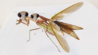 Mating Mantis - Kiwi is injured. Please help me..