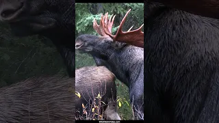 Huge Bull Moose Comes out to Court During the Rut