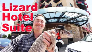 Taking My Lizard To A Hotel Suite!!!