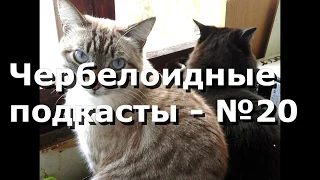 Чербелоидный подкаст #20 - Коты, арбузная война и Аустерлиц с его высоким потолком