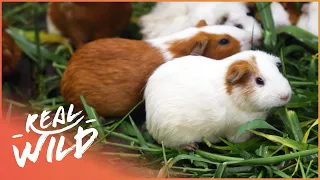 Squeaky Baby Guinea Pigs | Baby Animals In Our World | Real Wild