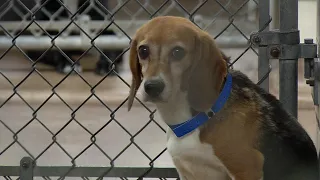 Golden Valley Animal Humane Society Rescues 23 Beagles