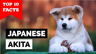 Japanese Akita - Top 10 Facts