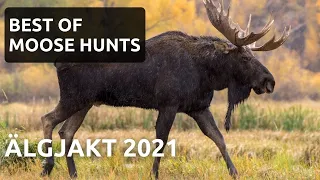 Älgjakt 2022 - Skottscener - Jakt