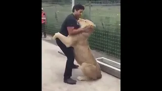 Lion Sees His Adoptive Dad After 7 Years (Heartwarming)