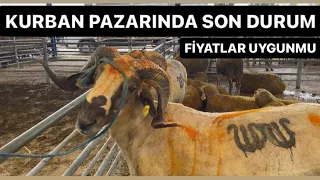 KURBAN PAZARINDA SON DURUM?.! GÖNEN KURBAN PAZARI, FİYATLAR UYGUNMU