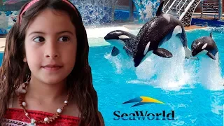 Um dia com os Golfinhos e Baleias do Sea World - Rotina de Férias