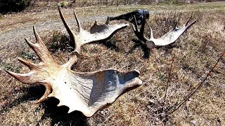 BIG MAINE MOOSE SHEDS (Matching Sets) | Shed Hunting with a Dog 2020