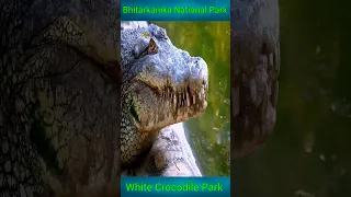 White Crocodile Park || Bhitarkanika  National Park