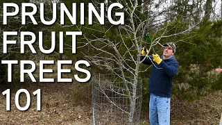 How To Prune Fruit Trees Step By Step