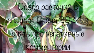 Обзор растений в спальне ( весна 2024) И опять про негативные комментарии