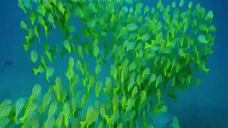 Удивительный красочный подводный мир 4К видео Amazing underwater world 4K nature video