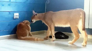 CARACAL WAS AFRAID OF MAINE COONS