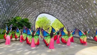 Bellydance Choreography Butterfly Wings