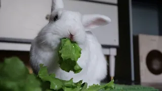 Кролик Моти ест салатик 🥬