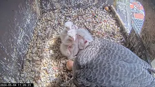 Slechtvalken Nestkast Onze Lieve Vrouwe Toren Amersfoort 04.05.2024 11:18