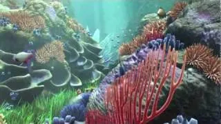StereoScopic 3D -Underwater