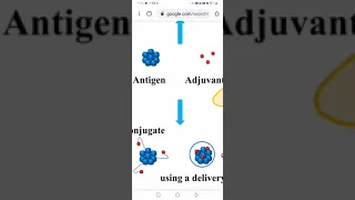 Clinical Immunology 1/part 4