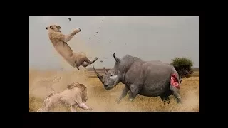 носорог Vs лев, OMG носорог Атака лев - живая природа дикий пес, леопард, буйвол, Слоны