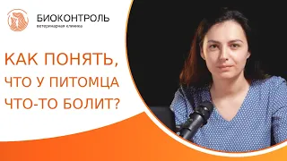 🐩 Как понять что у собаки или кошки что то болит, признаки. Как понять что у собаки что то болит.12+